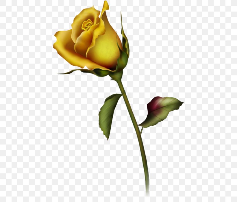 Rose Yellow Free Content Clip Art, PNG, 454x699px, Rose, Blog, Bud, Computer, Cut Flowers Download Free