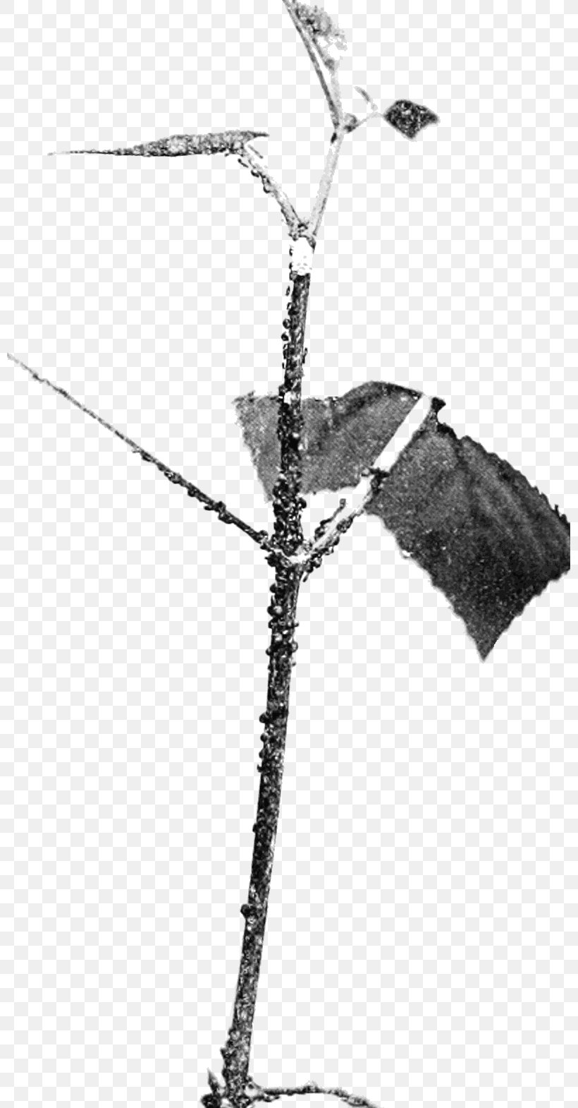 Twig Plant Stem White, PNG, 799x1570px, Twig, Black And White, Branch, Monochrome, Monochrome Photography Download Free