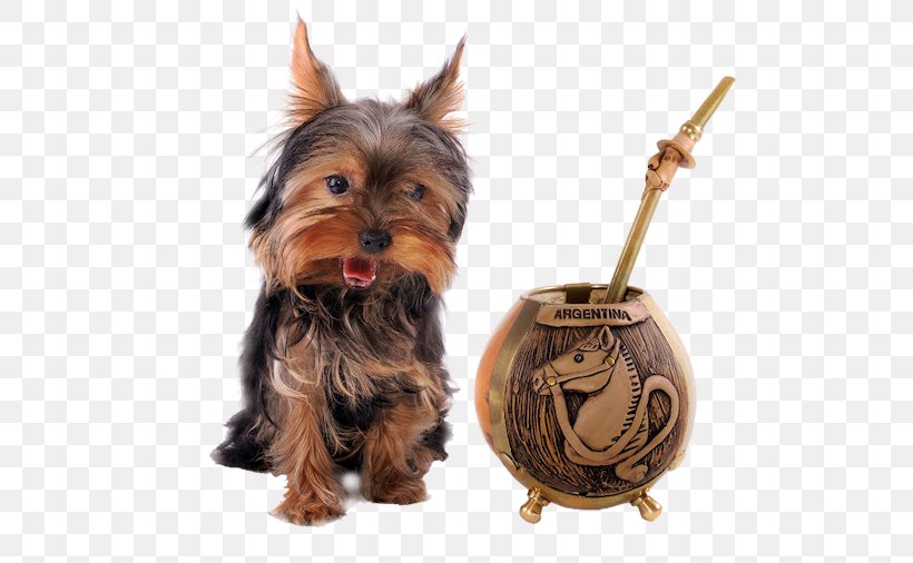 Yorkshire Terrier Australian Silky Terrier Australian Terrier Puppy Companion Dog, PNG, 599x506px, Yorkshire Terrier, Australia, Australian Silky Terrier, Australian Terrier, Breed Download Free