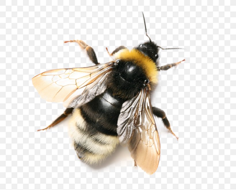 Bee Insect Bombus Terrestris Bombus Pascuorum Bombus Hortorum, PNG, 725x662px, Bee, Arthropod, Bombus Hortorum, Bombus Pascuorum, Bombus Terrestris Download Free