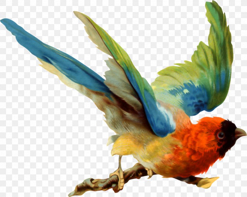 Bird Parrot, PNG, 1905x1523px, Bird, Art, Beak, Common Pet Parakeet, Fauna Download Free