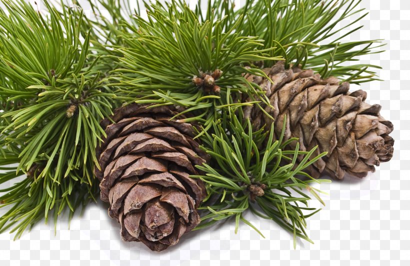 Conifer Cone Pine Pinus Sibirica Tree Cedar, PNG, 1280x831px, Conifer Cone, Alder, Artikel, Branch, Cedar Download Free