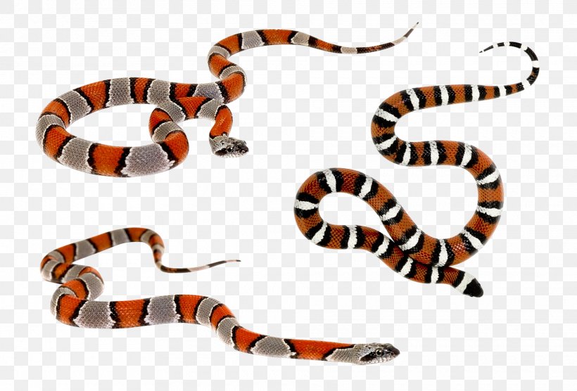 Kingsnakes Reptile Ptyas Korros Venomous Snake, PNG, 1920x1303px, Kingsnakes, Animal Figure, Bothriechis, Cobra, Colubrid Snakes Download Free