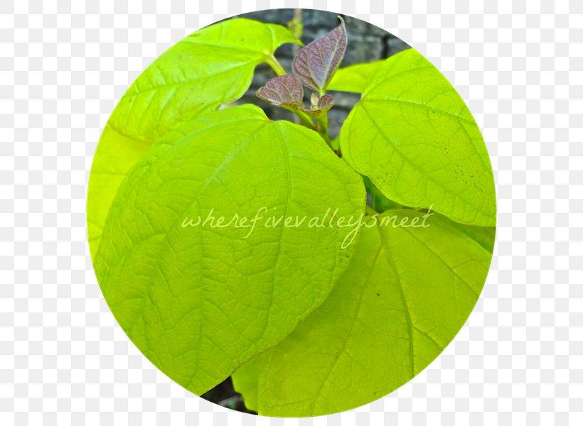 Leaf, PNG, 600x600px, Leaf, Plant Download Free