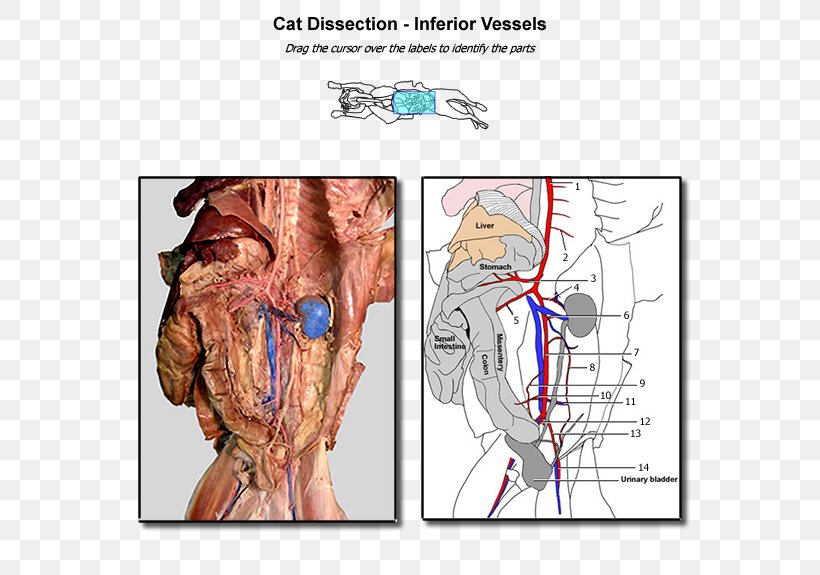 Blood Vessel Cat Anatomy Dissection Human Anatomy, PNG, 600x575px, Watercolor, Cartoon, Flower, Frame, Heart Download Free