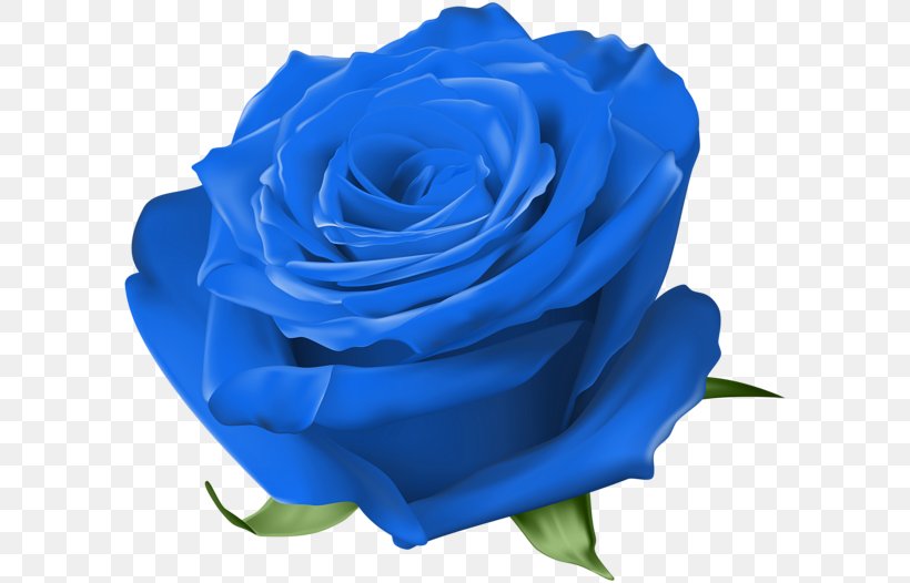 Blue Rose Garden Roses Centifolia Roses Floribunda, PNG, 600x526px, Blue Rose, Black Rose, Blue, Blue Flower, Centifolia Roses Download Free