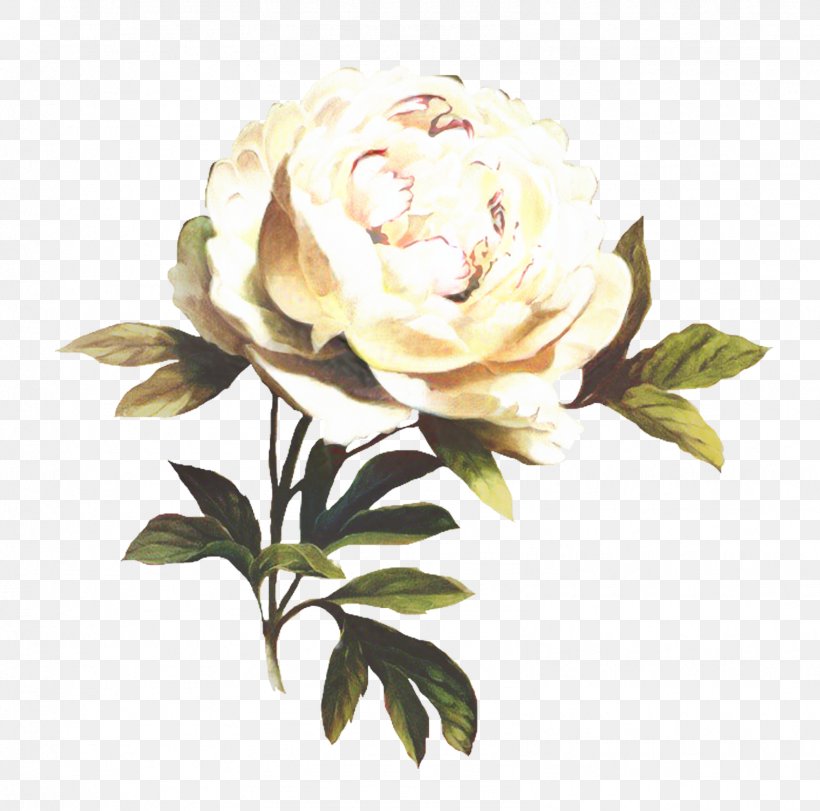 Garden Roses Cabbage Rose Floribunda Cut Flowers Floral Design, PNG, 1598x1582px, Garden Roses, Beige, Botany, Cabbage Rose, Camellia Download Free