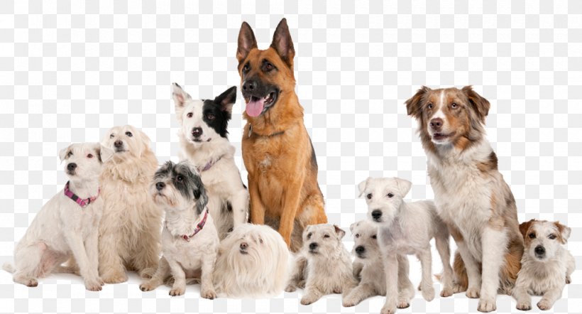 Pet Sitting German Shepherd Dog Daycare Dog Walking Cat, PNG, 1020x551px, Pet Sitting, Breed Group Dog, Carnivoran, Cat, Companion Dog Download Free