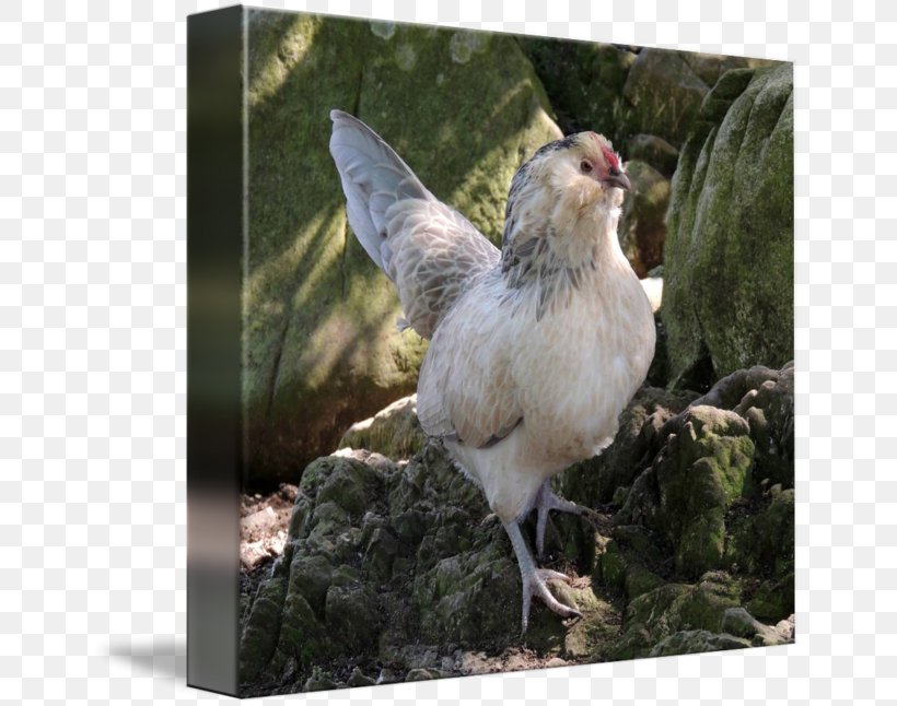 Rooster Fauna Beak Feather, PNG, 650x646px, Rooster, Beak, Bird, Chicken, Fauna Download Free