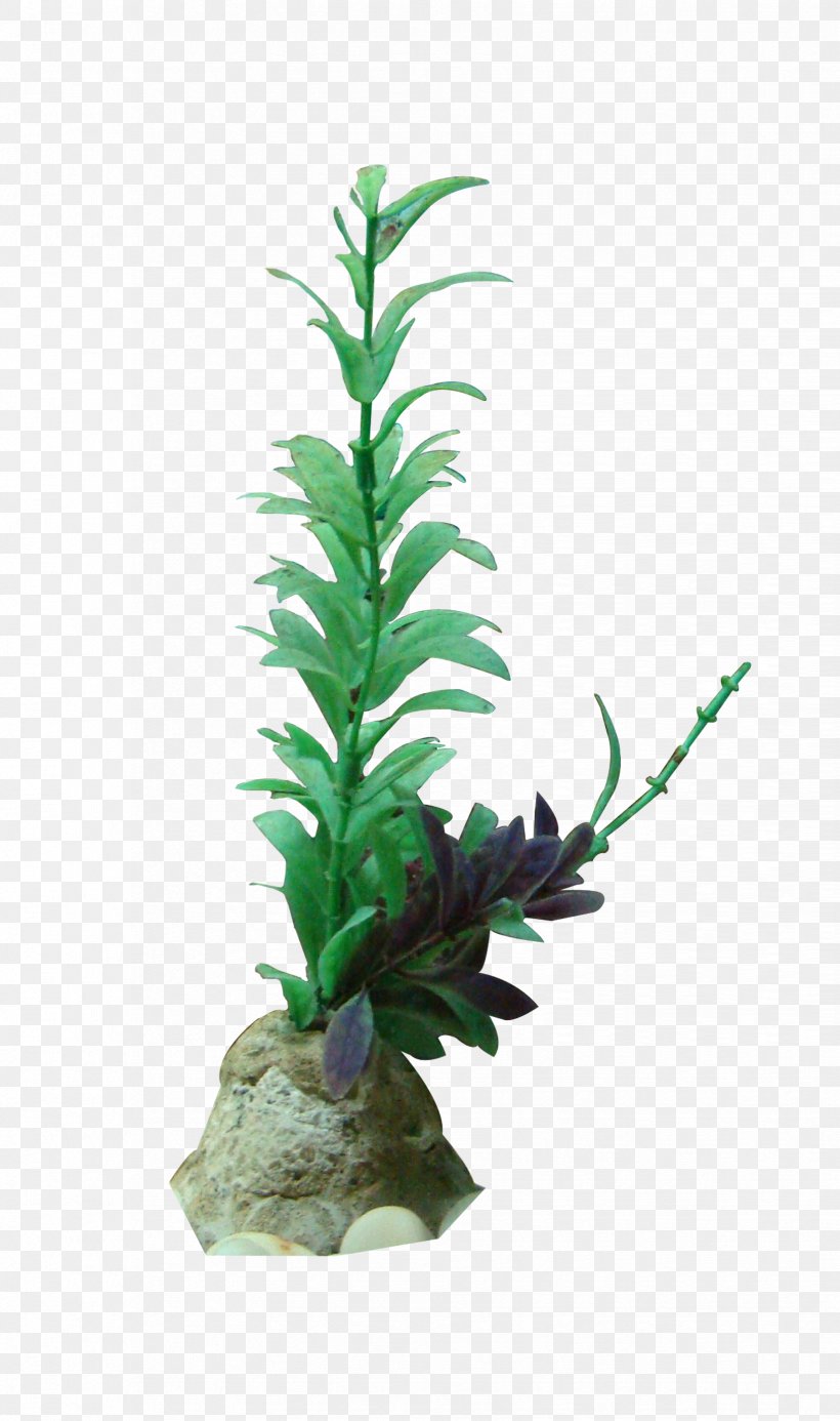 Seaweed Gratis, PNG, 1648x2786px, Seaweed, Animation, Aquarium Decor, Flowerpot, Google Images Download Free