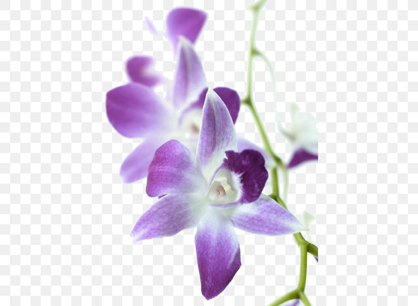 Wedding Invitation Orchids Flower Tulip Plant, PNG, 428x600px, Wedding Invitation, Bellflower Family, Cattleya, Dendrobium, Flora Download Free