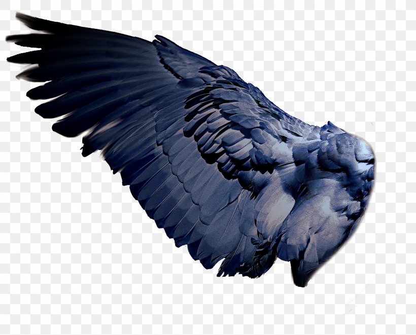 Bird Wing, PNG, 2160x1743px, 3d Computer Graphics, Bird, Deviantart, Feather, Game Download Free