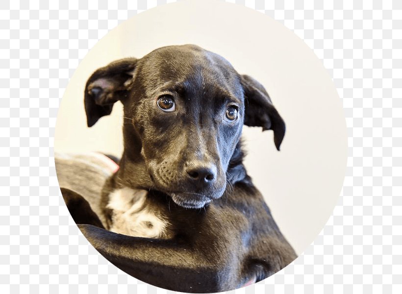 Dog Breed Treeing Tennessee Brindle Mountain Cur Plott Hound Animal Rescue Group, PNG, 600x600px, Dog Breed, Animal Rescue Group, Brindle, Carnivoran, Collar Download Free