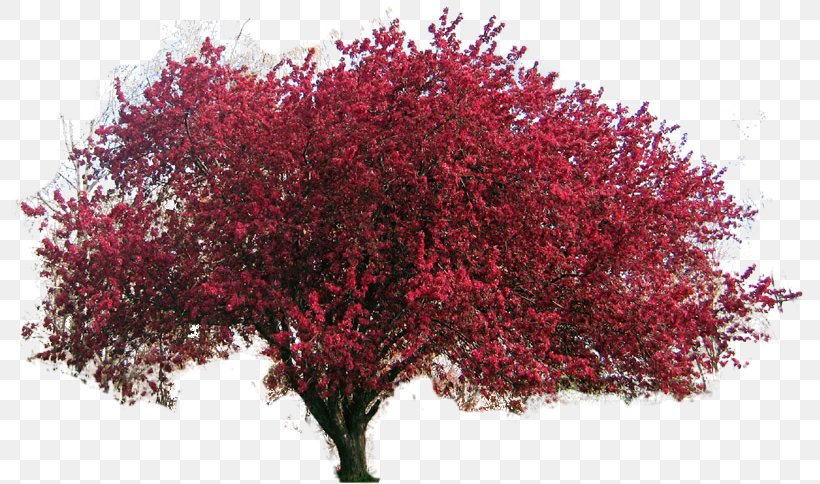 Flowering Dogwood Northern Red Oak Red Maple Tree Clip Art, PNG, 799x484px, Flowering Dogwood, Apples, Blossom, Branch, Cherry Blossom Download Free