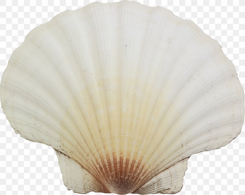 Seashell White, PNG, 2067x1651px, Seashell, Beige, Bivalve, Conchology, Natural Material Download Free