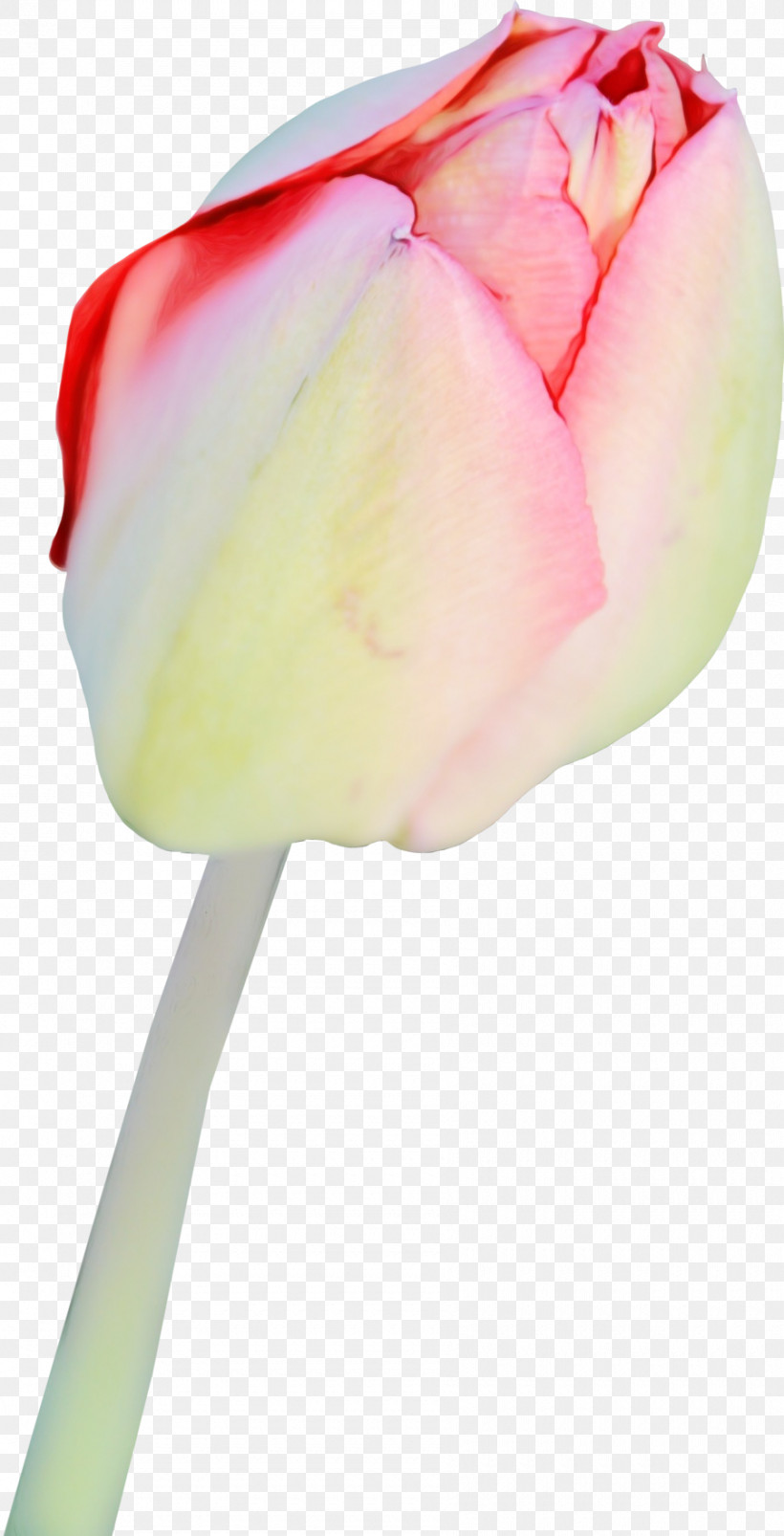 Tulip Flower Petal Pink Plant, PNG, 900x1763px, Watercolor, Anthurium, Bud, Cut Flowers, Flower Download Free
