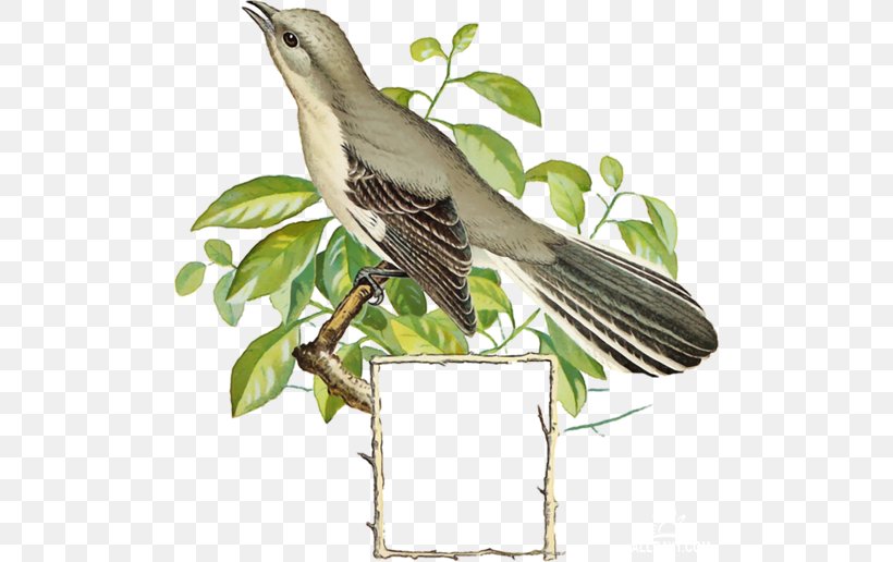 Bird Common Nightingale Clip Art, PNG, 500x516px, Bird, Animal, Beak, Bracket, Branch Download Free