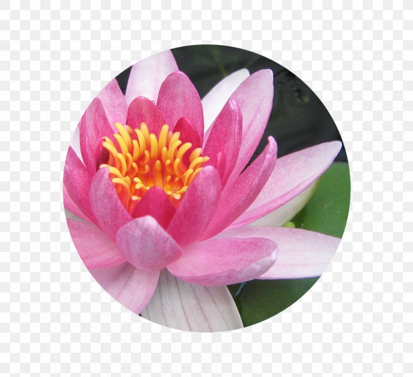 Egyptian Lotus Aquatic Plants Pink Flowers Nelumbo Nucifera, PNG, 901x822px, Egyptian Lotus, Aquatic Plant, Aquatic Plants, Flower, Flowering Plant Download Free