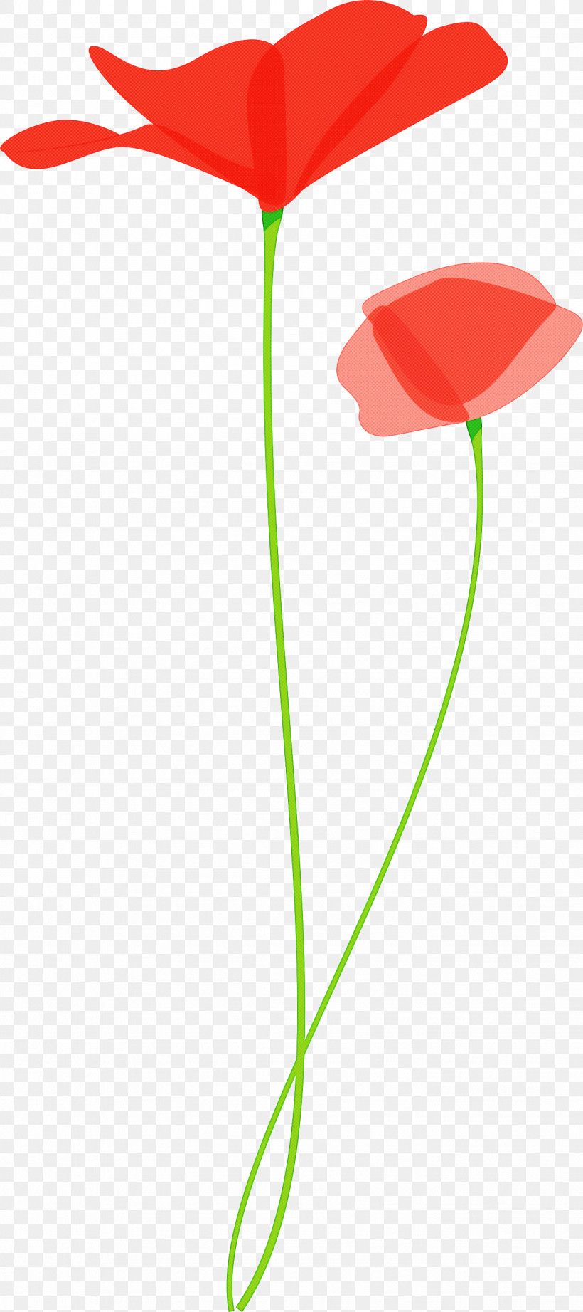Poppy Flower, PNG, 1334x2999px, Poppy Flower, Anthurium, Coquelicot, Corn Poppy, Flower Download Free