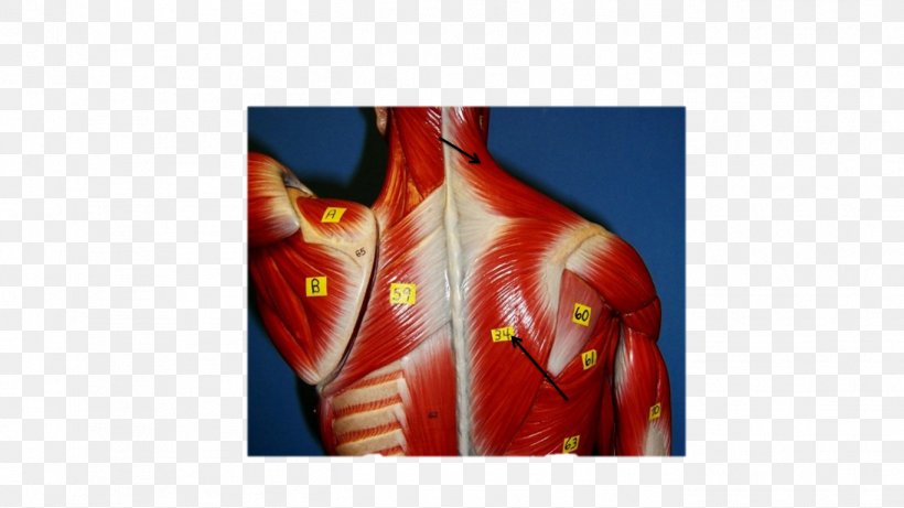 Shoulder Rhomboid Major Muscle Gracilis Muscle Rhomboid Muscles, PNG, 1366x768px, Watercolor, Cartoon, Flower, Frame, Heart Download Free