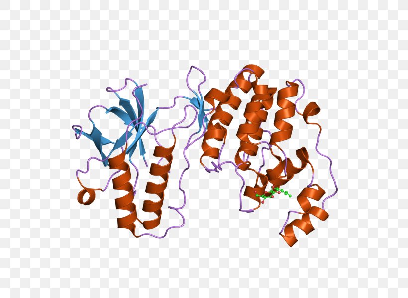 MAPK14 P38 Mitogen-activated Protein Kinases Enzyme, PNG, 800x600px, Mapk14, Enzyme, Food, Gene, Human Download Free
