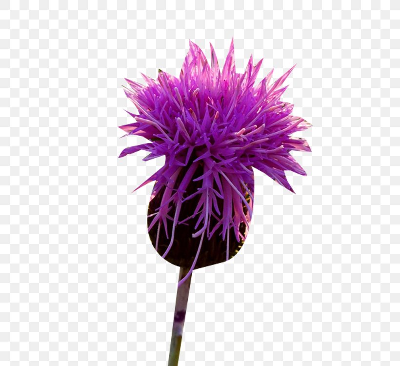 Milk Thistle, PNG, 600x750px, Thistle, Bud, Cut Flowers, Flower, Flowering Plant Download Free