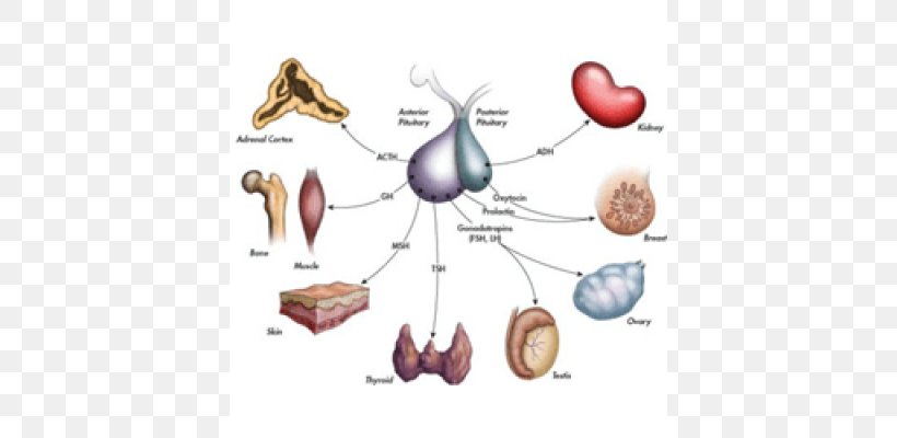 Posterior Pituitary Anterior Pituitary Pituitary Gland Pituitary Disease, PNG, 766x400px, Watercolor, Cartoon, Flower, Frame, Heart Download Free
