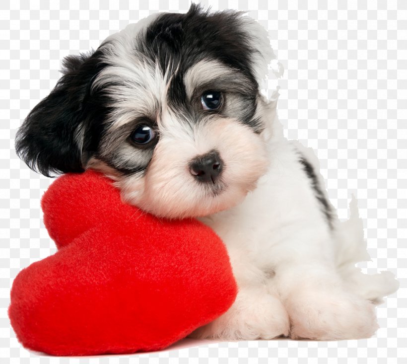 Puppy Havanese Dog Valentine's Day Pet What Dog?, PNG, 1209x1081px, Puppy, Bichon, Biewer Terrier, Carnivoran, Cavachon Download Free