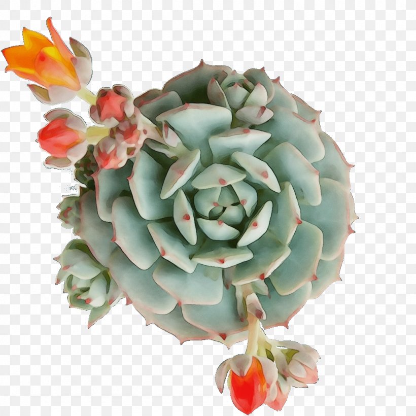 Watercolor Flower Background, PNG, 1024x1024px, Watercolor, Cactus, Cactus Et Succulentes, Designing With Succulents, Echeveria Download Free