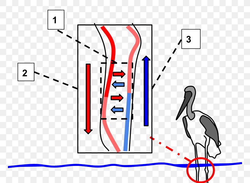 Bird Beak Countercurrent Exchange Circulatory System Arterial Blood, PNG, 768x600px, Watercolor, Cartoon, Flower, Frame, Heart Download Free