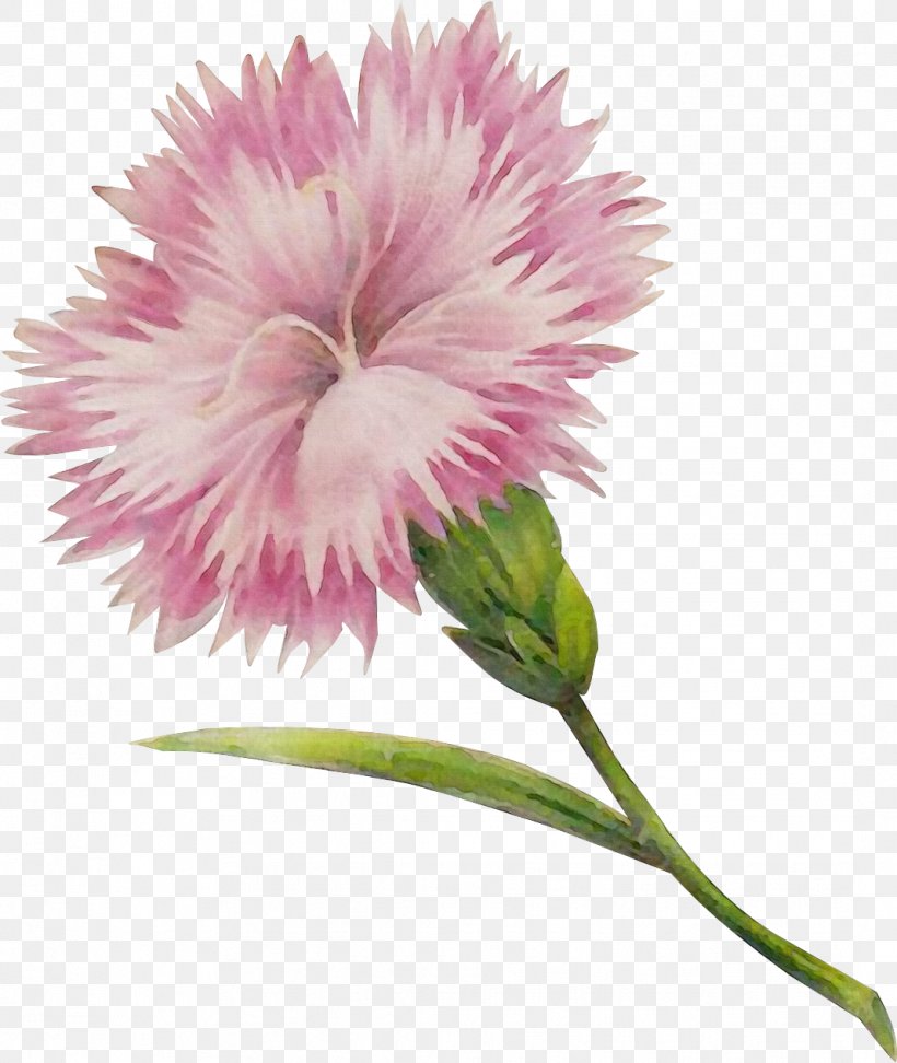 Flower Flowering Plant Plant Pink Petal, PNG, 1067x1265px, Watercolor, Carnation, Dianthus, Flower, Flowering Plant Download Free