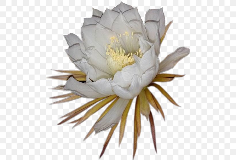 Large-flowered Cactus Epiphyllum Cactaceae Night Plant, PNG, 500x558px, Largeflowered Cactus, Cactaceae, Cactus, Caryophyllales, Cut Flowers Download Free