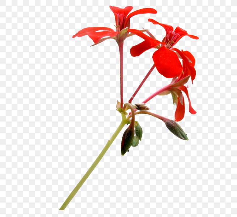 Red Floral Design Flower, PNG, 750x750px, Red, Branch, Cut Flowers, Designer, Flora Download Free