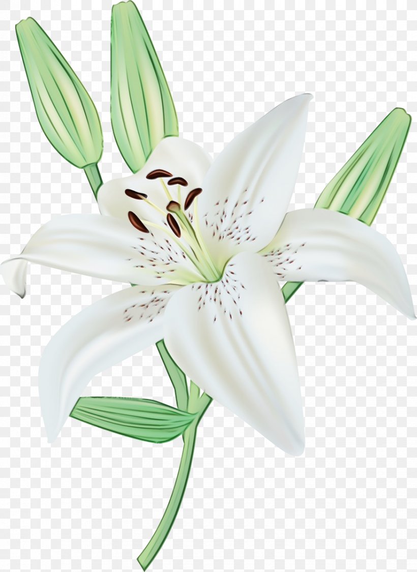 White Lily Flower, PNG, 874x1200px, Carnation Lily Lily Rose, Amaryllis Belladonna, Crinum, Cut Flowers, Drawing Download Free