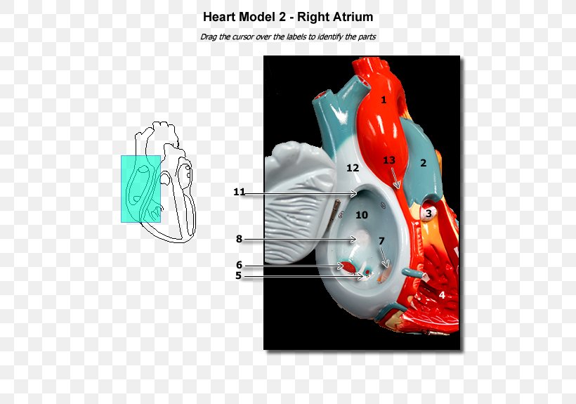 Atrium Heart Anatomy Ventricle Physiology, PNG, 600x575px, Atrium, Anatomy, Atrial Tachycardia, Brand, Disease Download Free