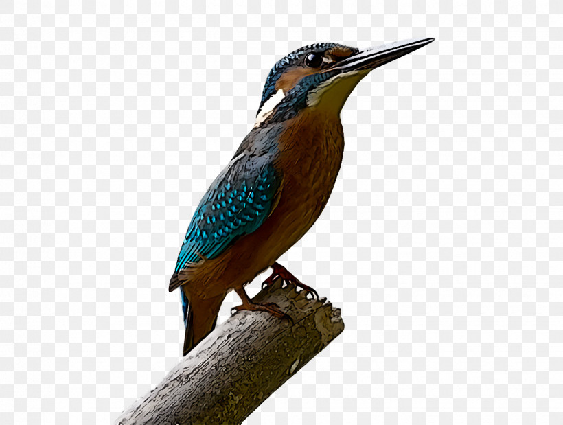 Bird, PNG, 1430x1080px, Bird, Beak, Coraciiformes, Green Heron, Perching Bird Download Free