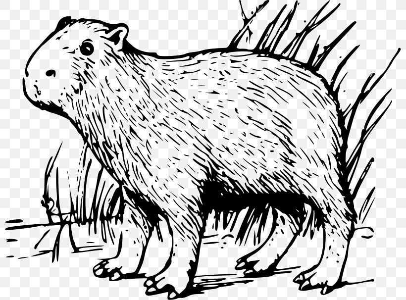 Capybara Rodent Clip Art, PNG, 800x606px, Capybara, Beaver, Black And White, Carnivoran, Coloring Book Download Free