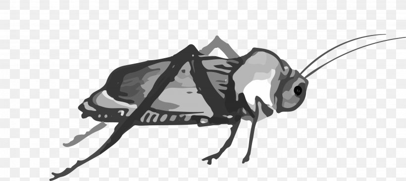 Cockroach Icon, PNG, 2974x1334px, Cockroach, Black, Black And White, Brand, Ink Download Free