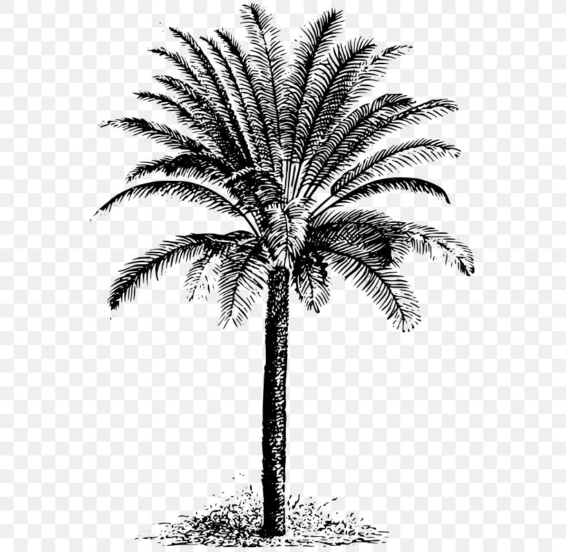 Cycad Drawing Clip Art, PNG, 576x800px, Cycad, Arecaceae, Arecales, Attalea Speciosa, Black And White Download Free