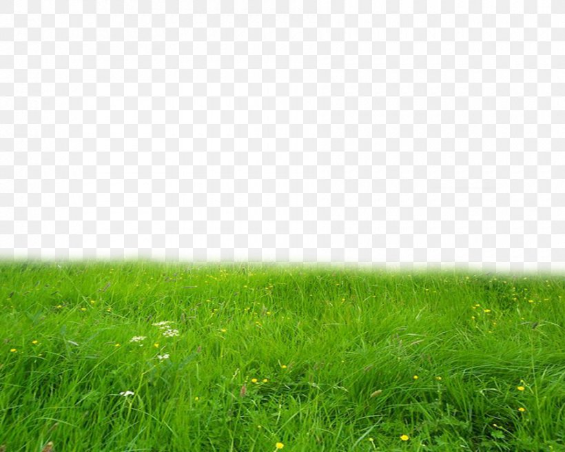 Lawn Icon, PNG, 900x720px, Lawn, Button, Computer Software, Field, Grass Download Free