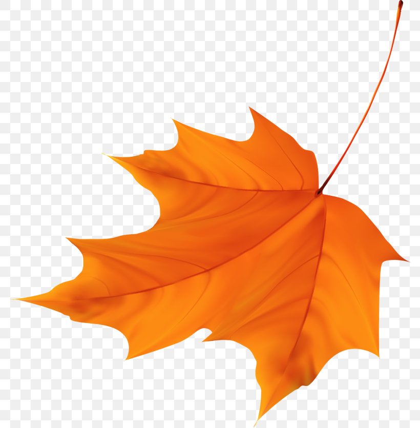 Maple Leaf, PNG, 784x835px, Maple Leaf, Autumn, Cottage, Gold, Gratis Download Free