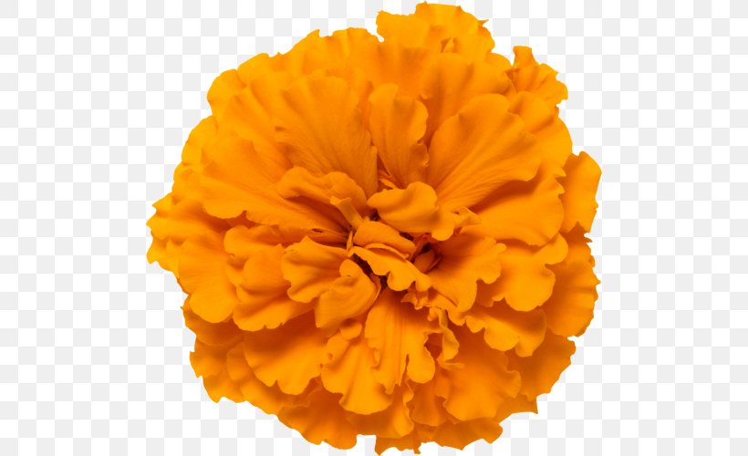 Mexican Marigold Calendula Officinalis Glebionis Segetum Flower Orange, PNG, 500x500px, Mexican Marigold, Bud, Calendula, Calendula Officinalis, Carnation Download Free