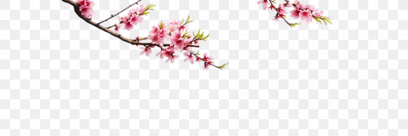 Plum Blossom, PNG, 895x300px, Plum Blossom, Blossom, Branch, Cherry Blossom, Color Download Free