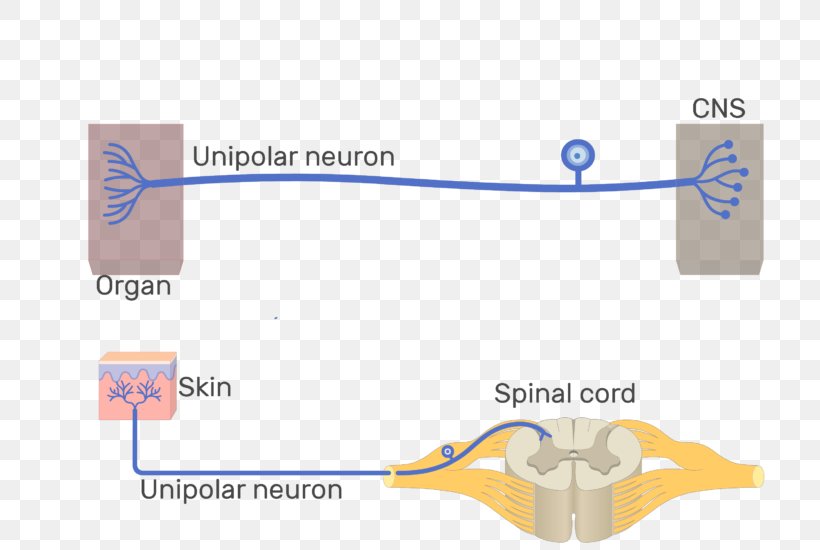 Pseudounipolar Neuron Multipolar Neuron Bipolar Neuron, PNG, 717x550px, Unipolar Neuron, Afferent Nerve Fiber, Area, Axon, Bipolar Neuron Download Free