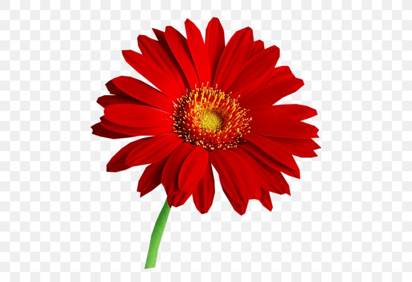 Transvaal Daisy Daisy Family Stock Photography Common Daisy Clip Art, PNG, 460x560px, Transvaal Daisy, Annual Plant, Blanket Flowers, Chrysanthemum, Chrysanths Download Free