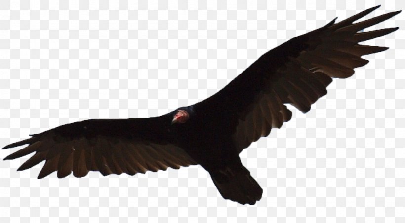 Turkey Vulture Eagle Bird Egyptian Vulture, PNG, 1177x650px, Turkey Vulture, Accipitriformes, Beak, Bird, Bird Of Prey Download Free