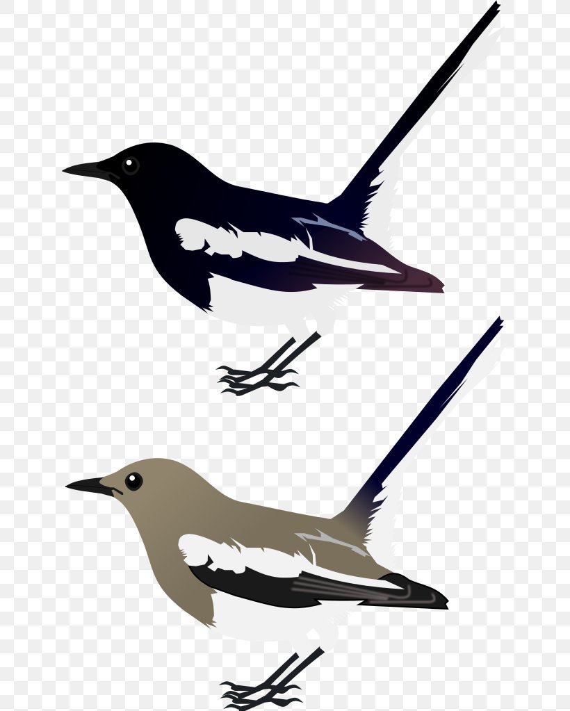 Bird European Robin Oriental Magpie-robin Clip Art, PNG, 644x1023px, Bird, Animal, Beak, Diagram, European Robin Download Free