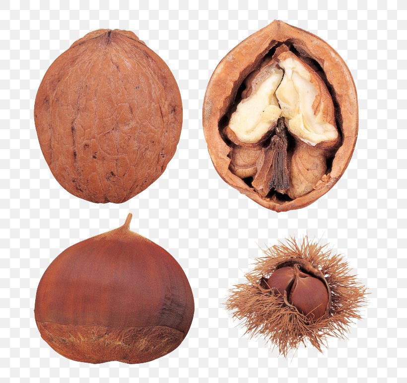 Chinese Chestnut Walnut Peanut, PNG, 760x771px, Chinese Chestnut, Acorn, Chestnut, Dried Fruit, English Walnut Download Free