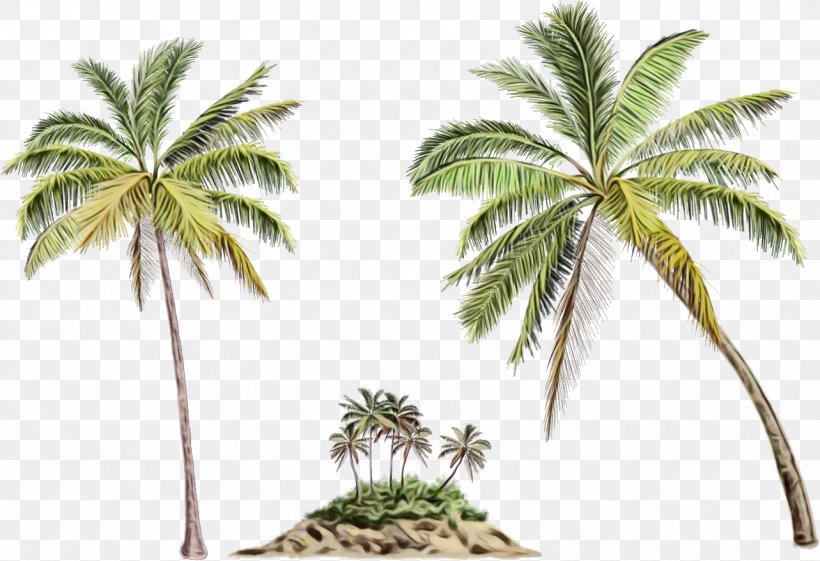 Coconut Tree Drawing, PNG, 1283x879px, Watercolor, Animation, Areca Nut, Arecales, Art Download Free