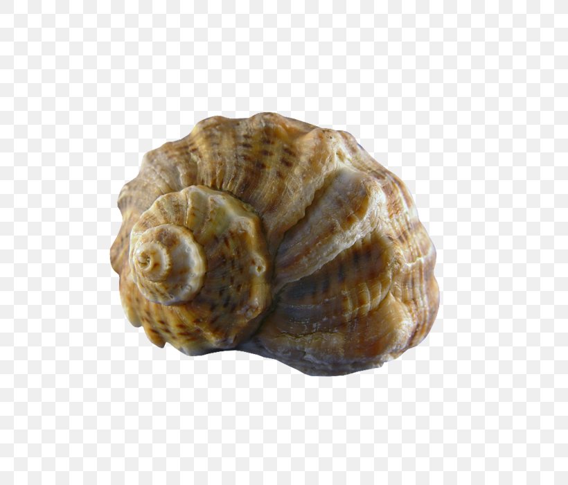 Conchology Sea Snail Seashell, PNG, 700x700px, Conch, Animal, Clam, Clams Oysters Mussels And Scallops, Cockle Download Free